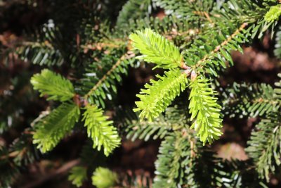 Abies numidica - jedle numidská - jehlice jaro